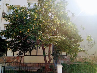 Bahçedeki ayva ağacı. Ağacın dallarında bir sürü meyve var..