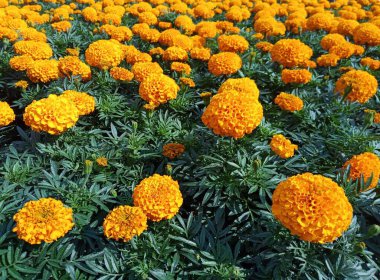 Tagetes erecta, portakal çiçekleri. Türkçe adı Kadife Cicegi. Harika çiçekler..