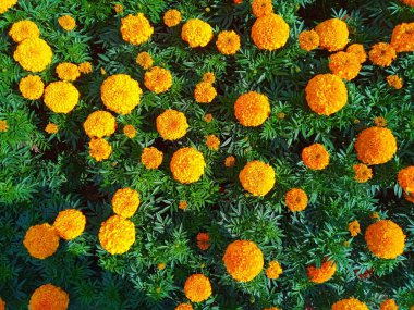 Tagetes erecta, portakal çiçekleri. Türkçe adı Kadife Cicegi.