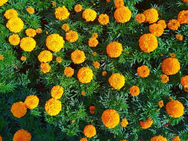 Tagetes Erecta Orange Blüten Türkischer Name Ist Kadife Cicegi — Stockfoto