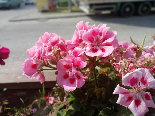 Pelargonium Zonale Sardaigne Fleurs Roses Gros Plan — Photo