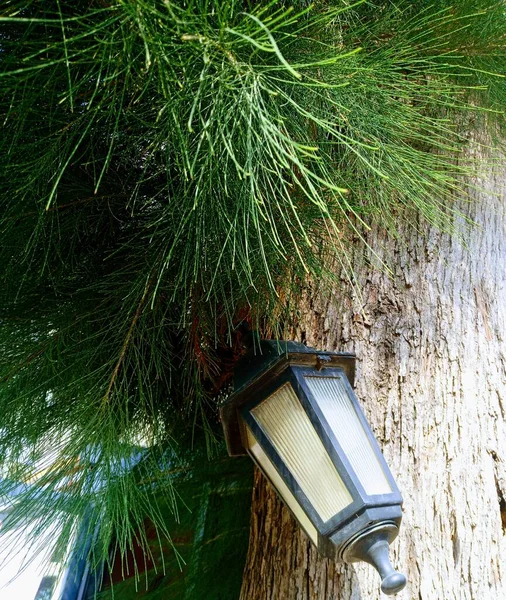 Decorative Lamp Hanging Tree Close — Stock Photo, Image