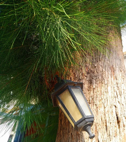 Dekorativní Lampa Visící Stromu — Stock fotografie