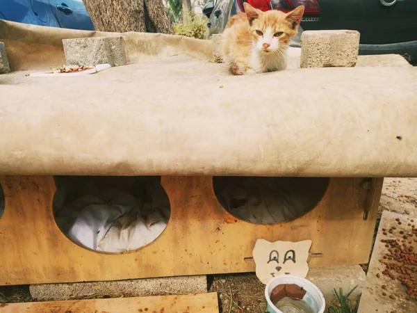 Very lovely and warm cat house in the park. Small cat is sitting on it.