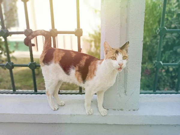 Cat Está Buscando Algo Gato Curioso —  Fotos de Stock