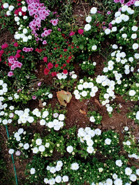 Chrysanthemum Género Botânico Pertencente Família Asteraceae Flores Coloridas — Fotografia de Stock