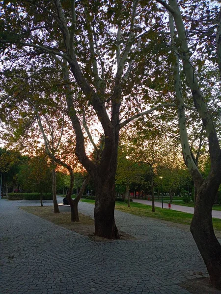 Hermosa Puesta Sol Vista Parque — Foto de Stock