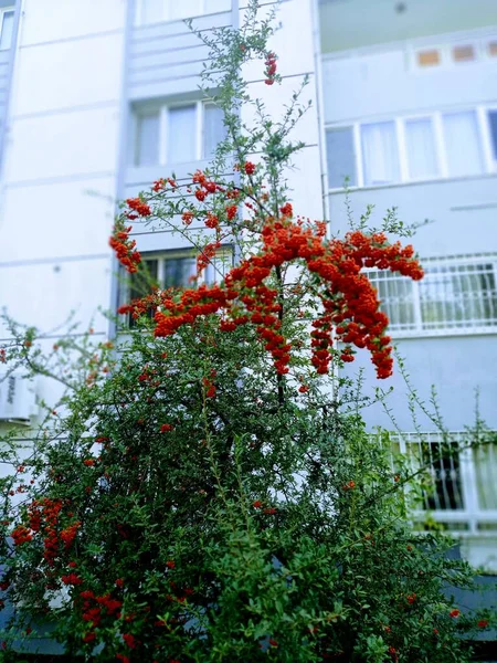Pyracantha Coccinea Kizil Ates Dikeni Belas Plantas Vermelhas Jardim — Fotografia de Stock