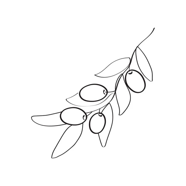 Liniové Umění Větve Olivovníku Vektorová Ilustrace — Stockový vektor