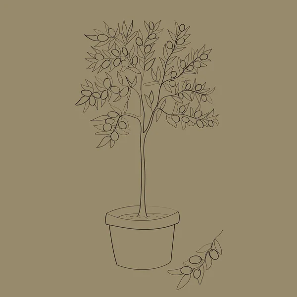 Line Art Olive Tree Pot Vector Illustration — Stock Vector