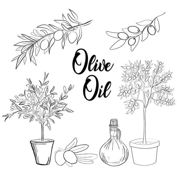 Olive Collection Line Art Vintage Σχέδιο Εικονογράφηση Διανύσματος — Διανυσματικό Αρχείο