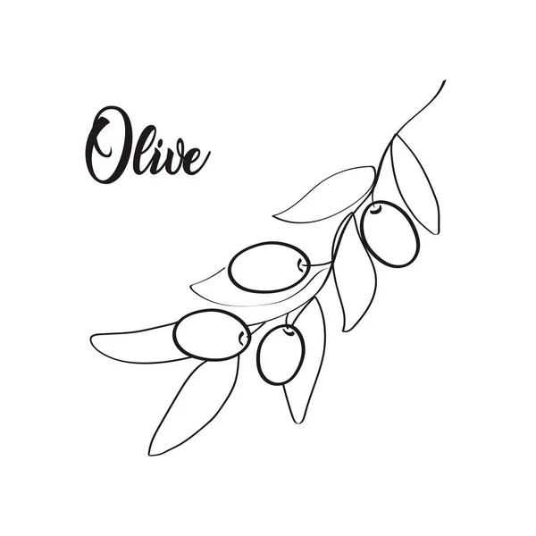 Olive Gyűjteménye Line Art Vintage Rajz Vektorillusztráció — Stock Vector