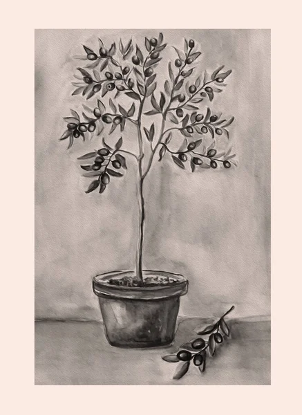 Zielone Drzewo Oliwne Puli Akwarela Ilustracja — Zdjęcie stockowe