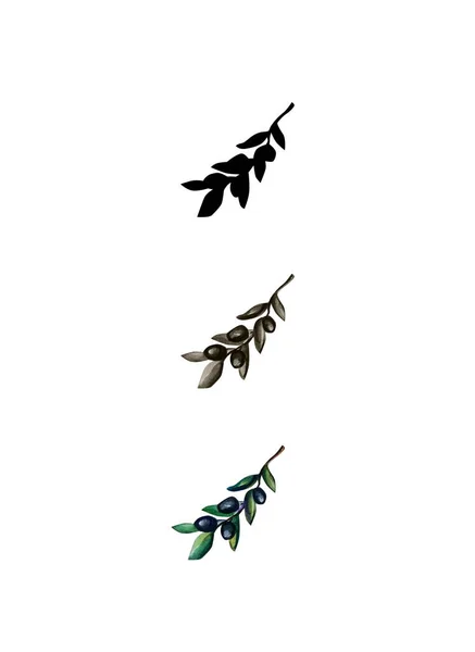 Черная Оливковая Ветвь Иллюстрация Белый Фон — стоковое фото