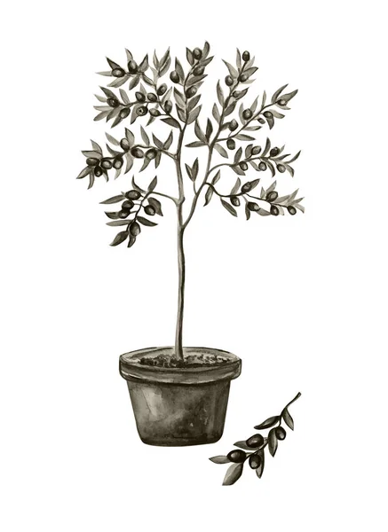 Esrarlı Suluboya Resimde Siyah Zeytin Ağacı Beyaz Arkaplan — Stok fotoğraf