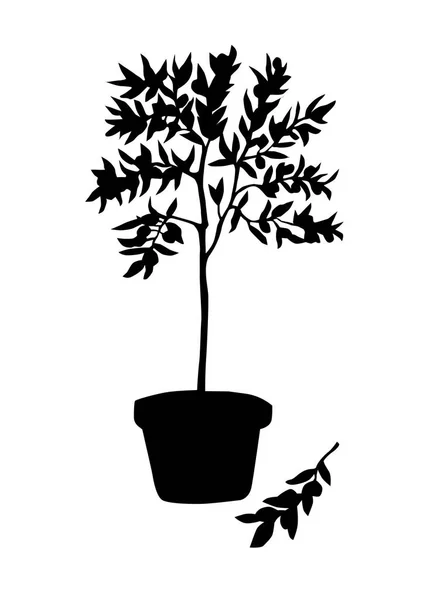 Black Art Olive Tree Branch White Background — Stock Photo, Image