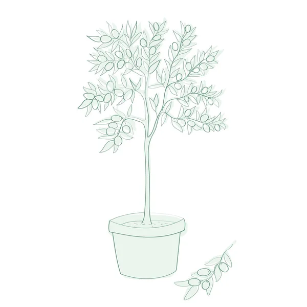 Линейное Искусство Оливкового Дерева Горшке Векторная Иллюстрация — стоковый вектор