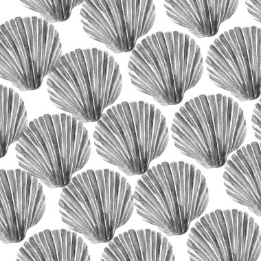 Deniz kabuğu çizim sanatının suluboya çizimi.