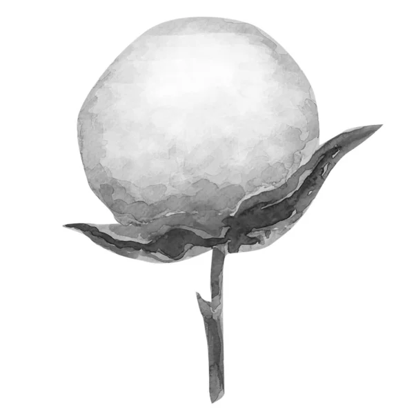 Мальований Вручну Акварельний Малюнок Бавовняної Рослини Ілюстраційне Мистецтво — стокове фото
