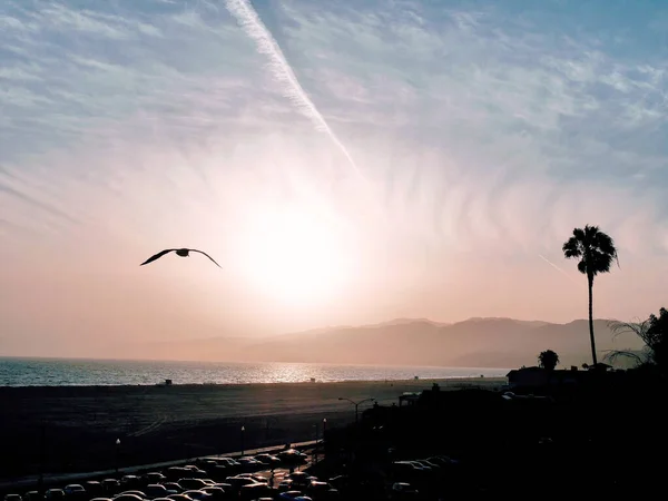 Seagull Flying Sunset California — 스톡 사진