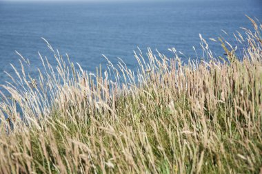 a beautiful shot of grass and blue sea in the background