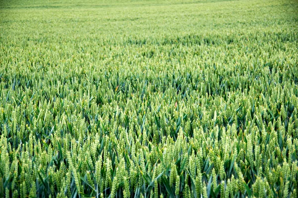 Beautiful Shot Grass Blue Sea Background —  Fotos de Stock