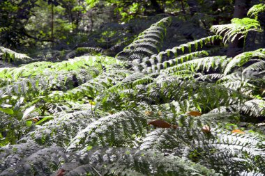 Ormanda eğrelti otları