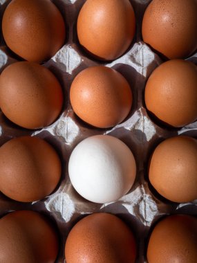 Yumurta kutusunda bir beyaz yumurta, yumurta kabı, yukarıdan görünen kahverengi tavuk yumurtalarının yakın çekimi.