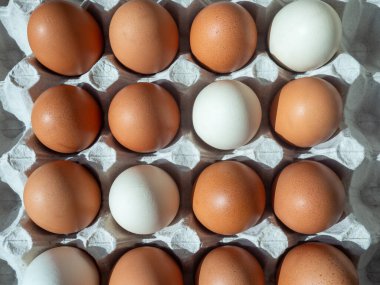 close-up of brown chicken eggs with line of white eggs in egg box, egg container, view from above
