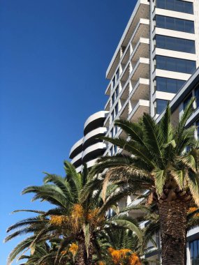 Karadağ 'ın Budva kentinde sokakta palmiye ağacı