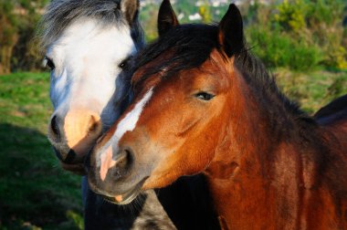 İki at birbirine bağlanıyor.