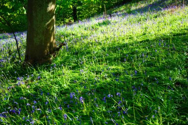 Çan çiçekleri ve çimenlerin alçak açılı görüntüsü. İlkbaharın güzel bir işareti
