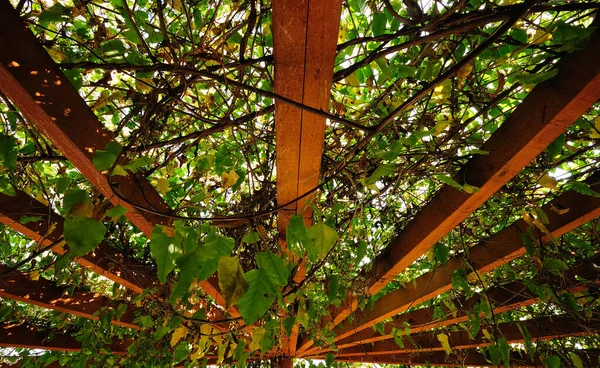 A garden pergola, covered in nature and beautifully backlit from the sun above