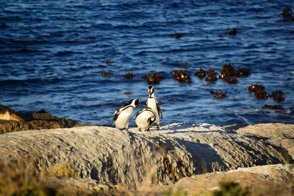 Three Penguins Boulders Beach Scenic South African Seaside Resort Simon — Stock fotografie