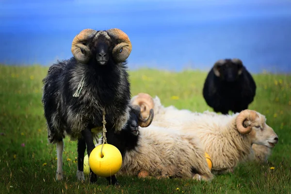Sheep Island Nolsoy One Spectacular Faroe Islands — Zdjęcie stockowe