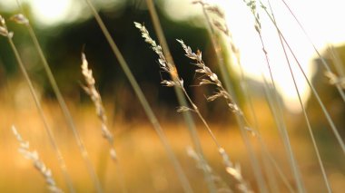 çimen yaz gün batımı ışığı 