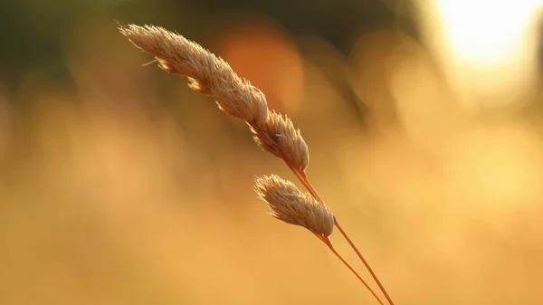 Grass Summer Sunset Light Spike — Stockfoto