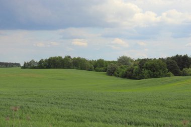 Ormandaki yeşil alanlar, güzel manzaralar, tarlanın üzerindeki bulutlar.
