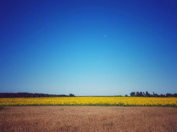 Bellissimo Paesaggio Con Campo Grano Girasoli Cielo Blu — Foto Stock