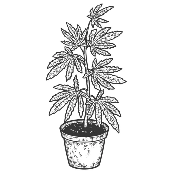Cannabis o arbusto de marihuana en maceta. Árbol Indica. Hierba de cáñamo. Boceto imitación tablero de rasca. — Foto de Stock