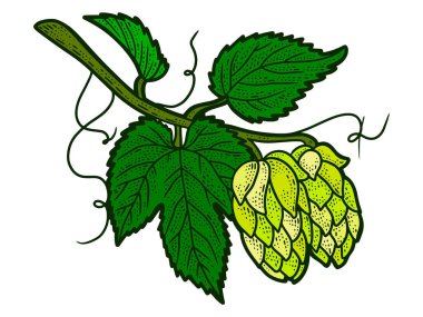 Hops bitkisi. Çizim tahtası taklit rengi. Çizgi çizimi resmi. El çizimi.