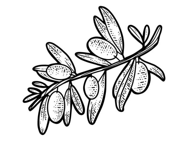Una ramita de olivo. Dibujo de línea de arte. Mano dibujada. Ilustración grabada. — Vector de stock
