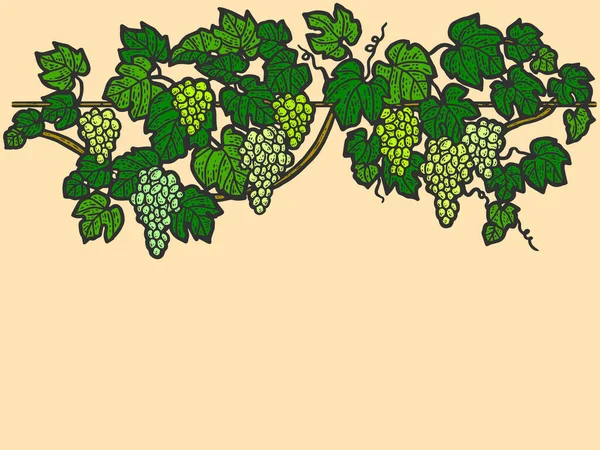 Gravure illustration vectorielle dessinée à la main de la couleur du raisin. Croquis de vigne isolé. — Image vectorielle