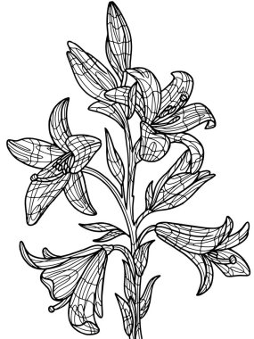 Çiçek zambağı. Beyaz arka planda izole edilmiş bir nesne. Zen-karmaşası tarzı. El çizimi