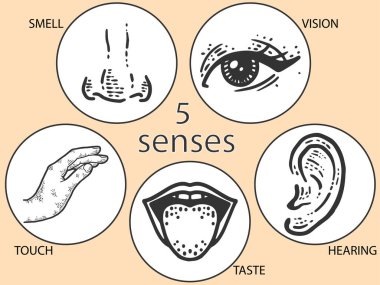 Beş insan duyusu, dokunmak ve koklamak, duymak, görmek, tatmak. Dudak, kulak ve burun, göz ve el. Çizim tahtası taklidi. Vintage renk, turuncu.