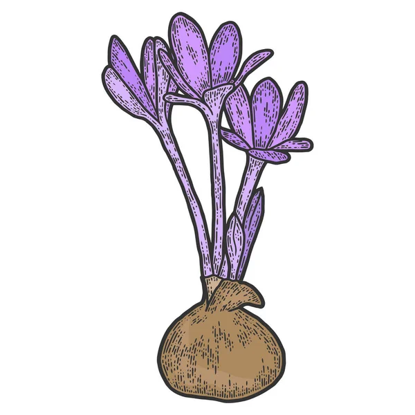 Colchicum Herbstliche Farbe Skizzieren Sie Scratch Board Imitation Vektor — Stockvektor