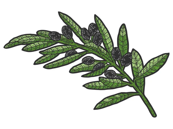 Sprig Wild Olives Sketch Scratch Board Imitation Raster Isolated Color — Zdjęcie stockowe