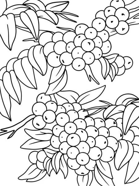 Viburnum Plant Black Stroke White Background Raster Illustration Page Printable — Stok fotoğraf