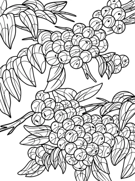 Viburnum Plant Freehand Sketch Adult Antistress Coloring Page Doodle Zentangle — Stockfoto