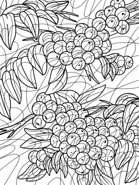 Picture background. Viburnum plant. Freehand sketch for adult antistress coloring page with doodle and zentangle elements. Coloring book raster illustration.